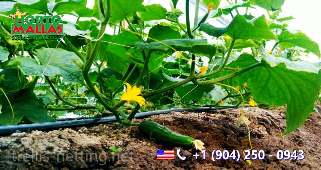 view of Cucumbers crop training base  with trellis netting system