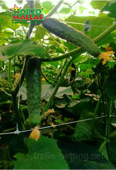 Cucumbers growing vertical on plastic trellis netting hortomallas