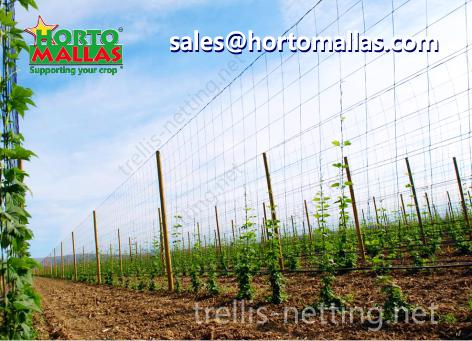 Hop production in low trellis netting training system instead of raffia string