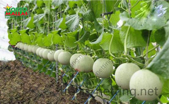 Hydroponic melons production supported with trellis net