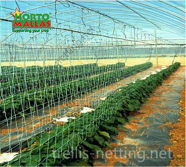 Pepper production training with trellis nettingfor  agriculture  in greenhouse