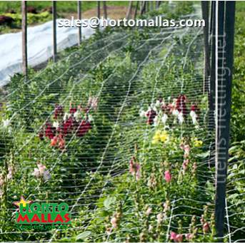 Row of ornamental flowers cultivated with trellis net