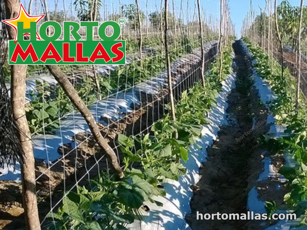 Horticultural plastic net for crops 