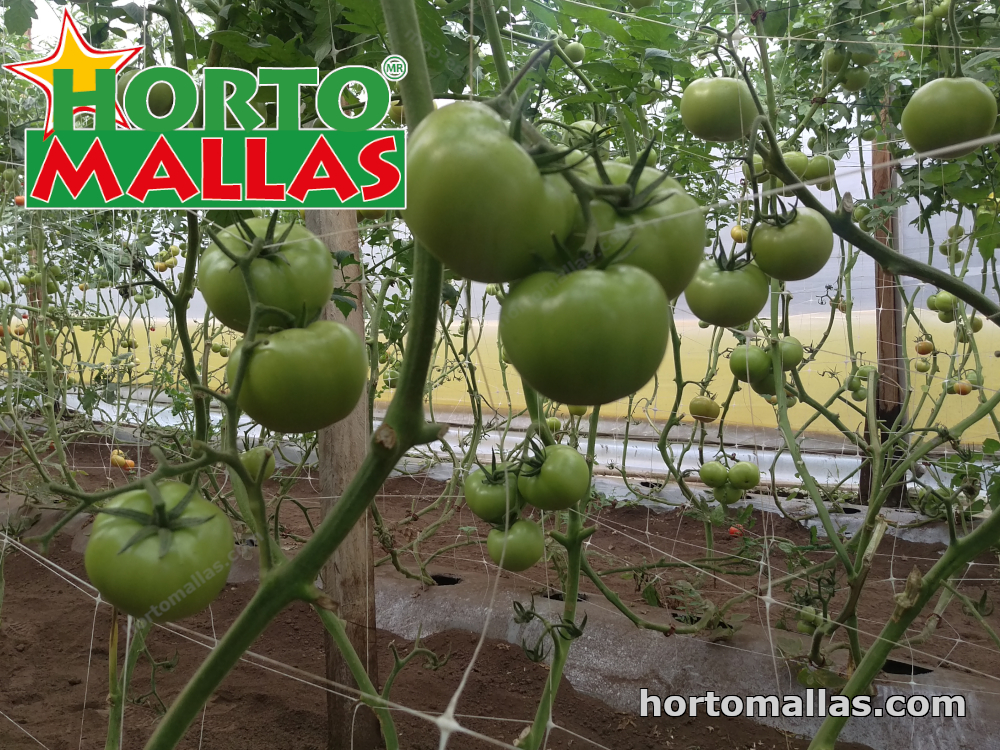 support net installed on tomato crops