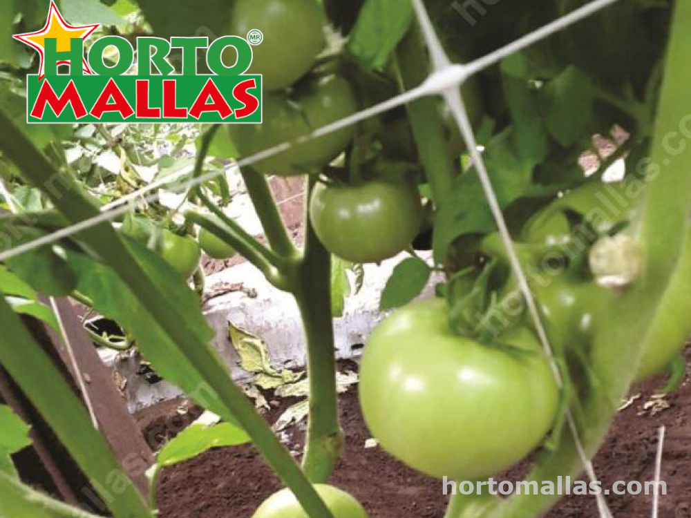 tomato crops in greenhouse